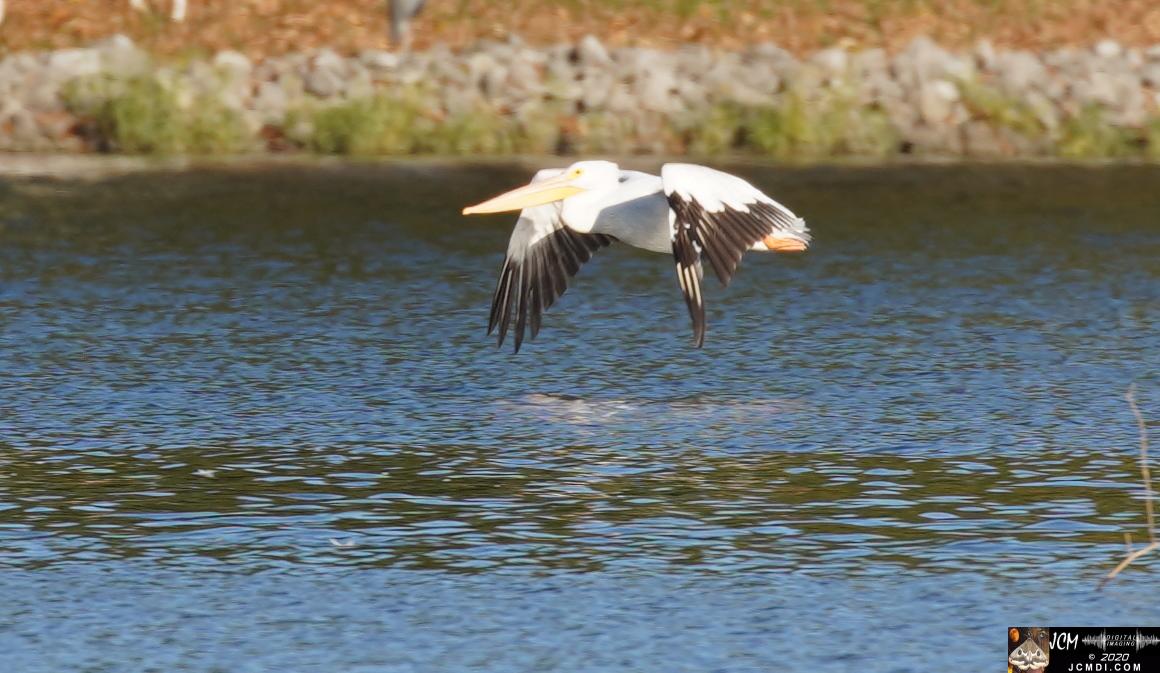 20201030 Old Hickory Lake TN Pelicans